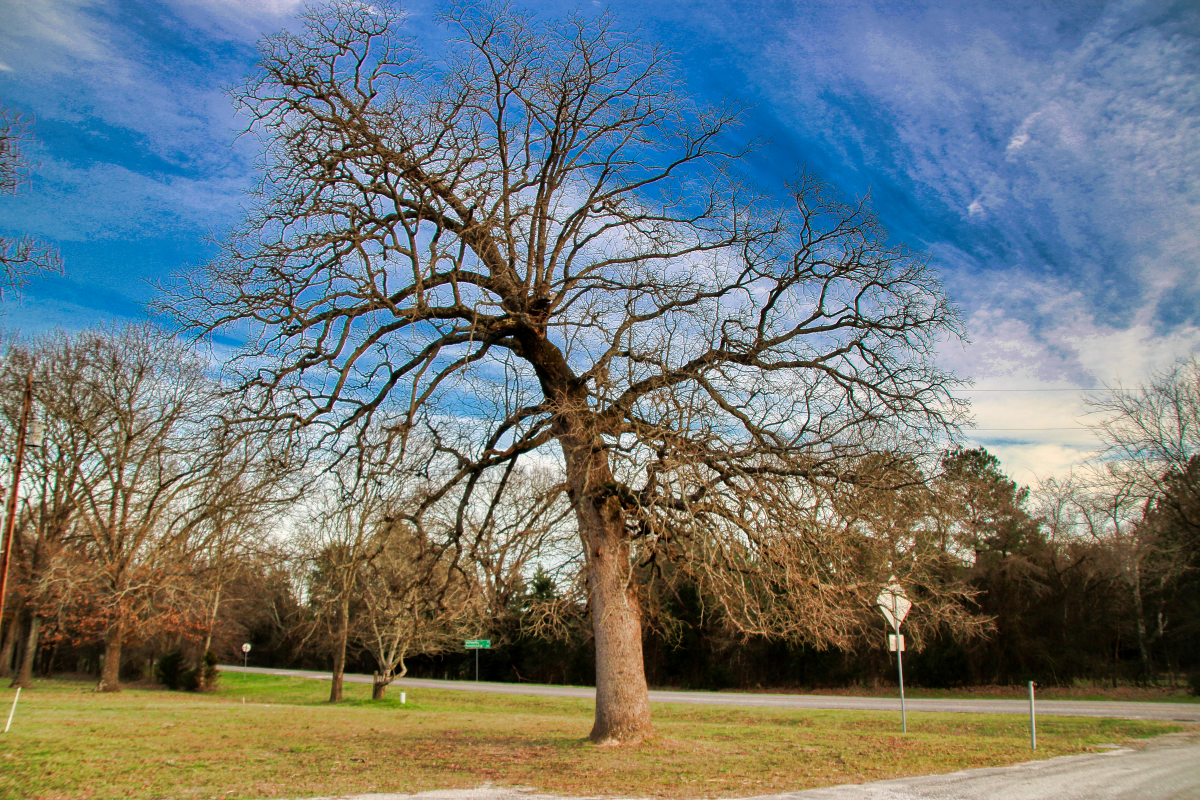 The Bowing Tree of East Point - Gary Pinson