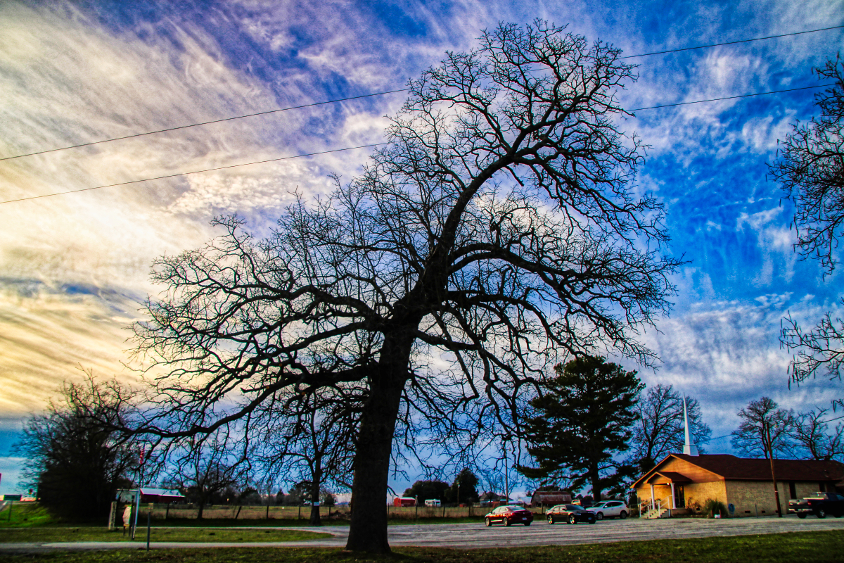 The Bowing Tree of East Point - HDR Image Gary Pinson