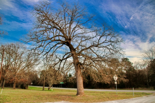 The Bowing Tree of East Point - Gary Pinson 