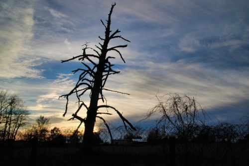 Sunset Upon The Old Dead Pine - Gary Pinson